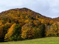 Bergwald in voller Herbstfärbung